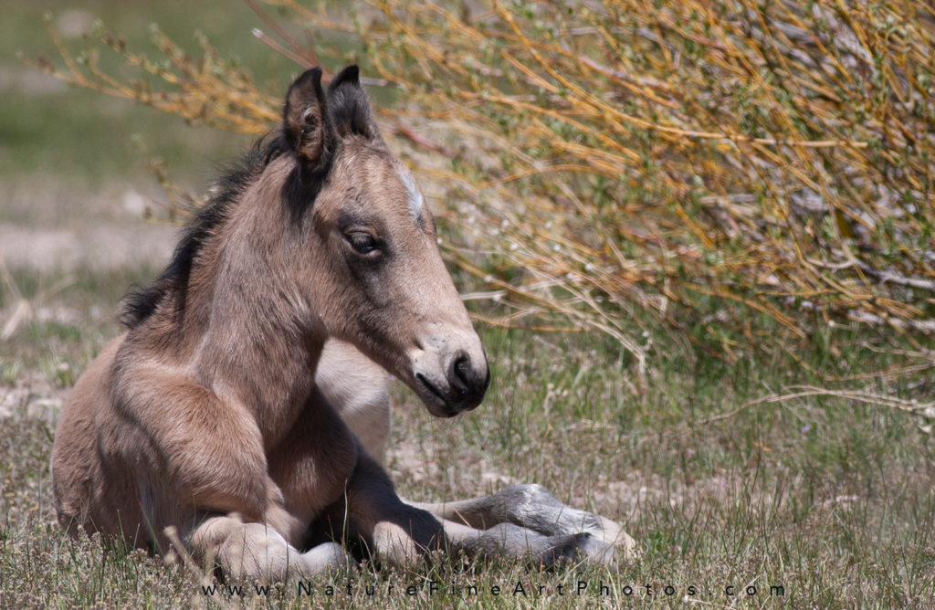 wild horse baby sleeping