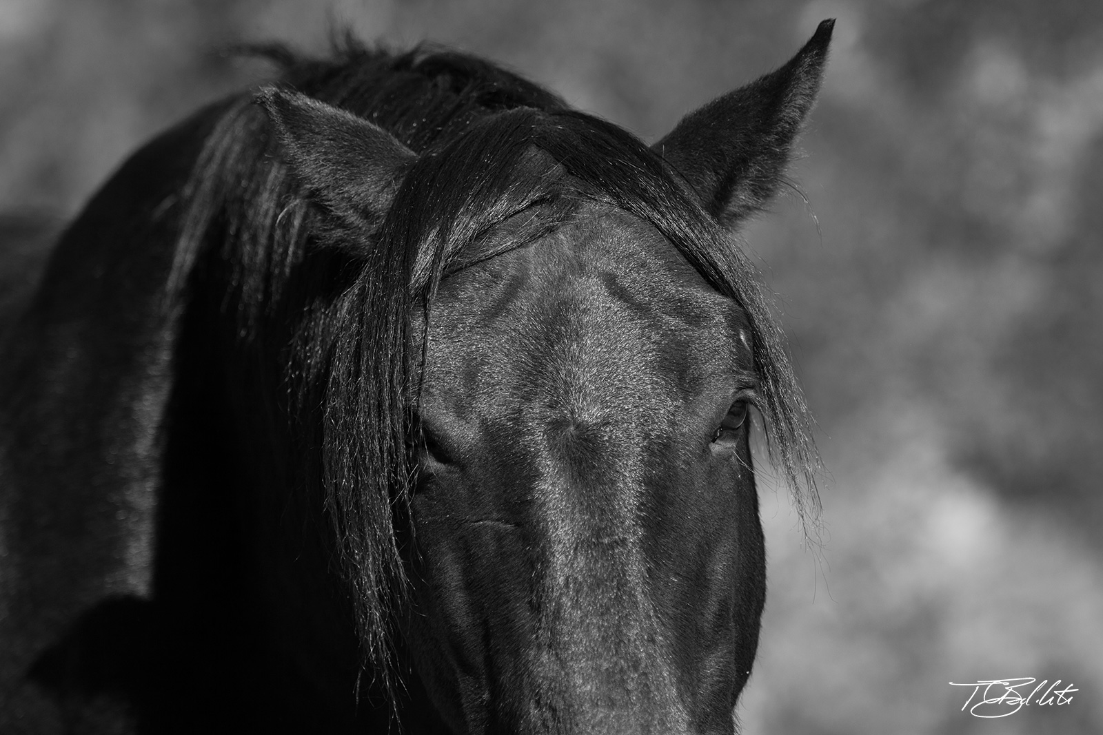 black wild horse close up photo