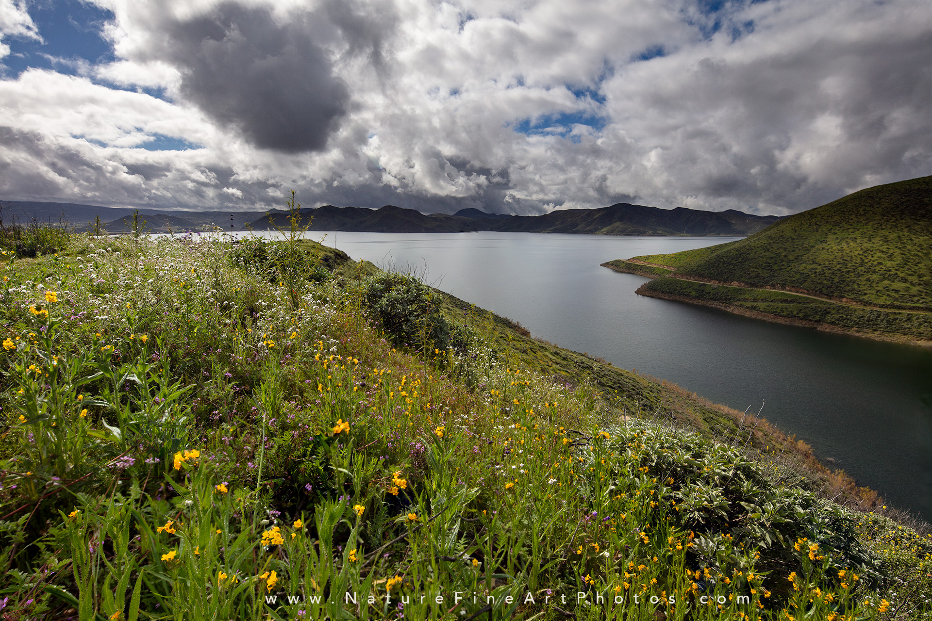 Diamond Valley Lake wildflowers