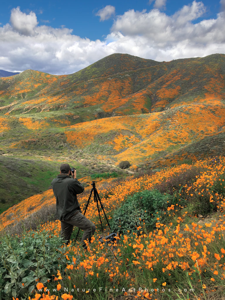 photographer standing among poppies