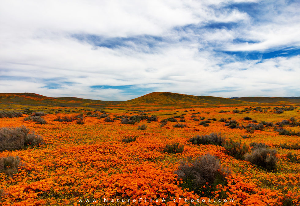 photo of california poppies