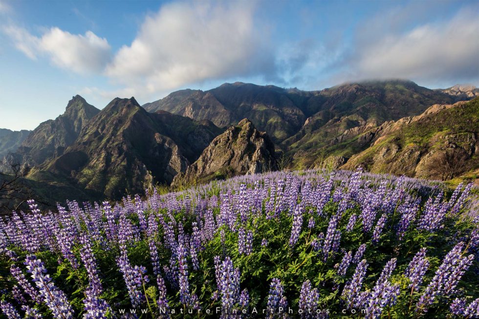 photo of lupine flowers