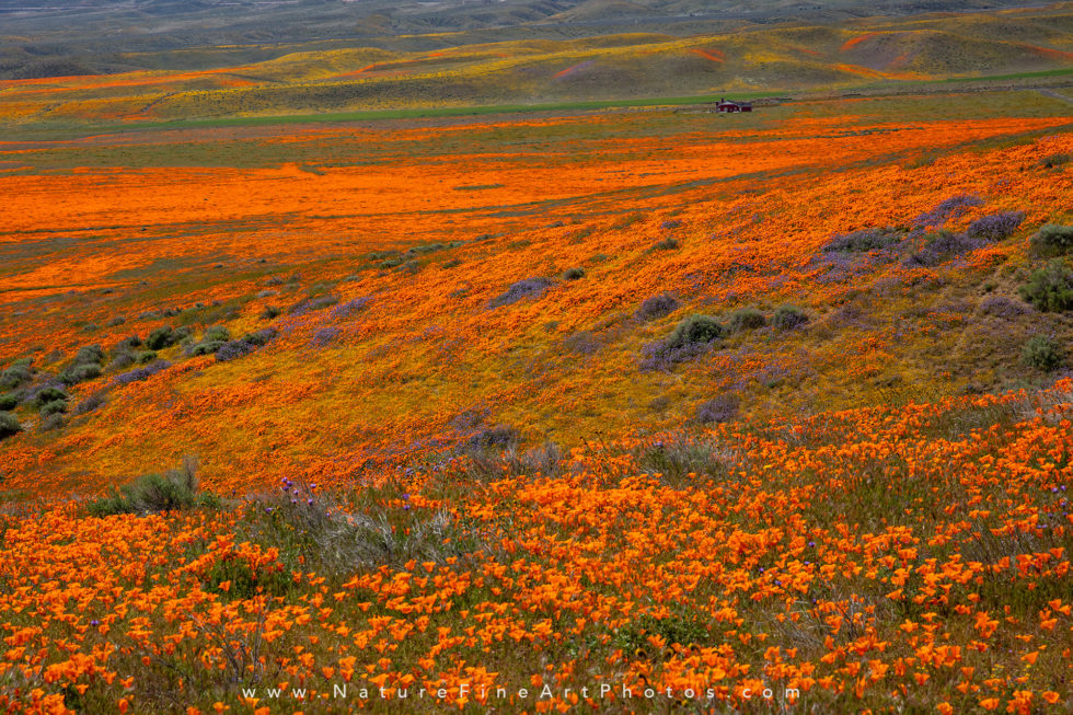 photo of poppy reserve