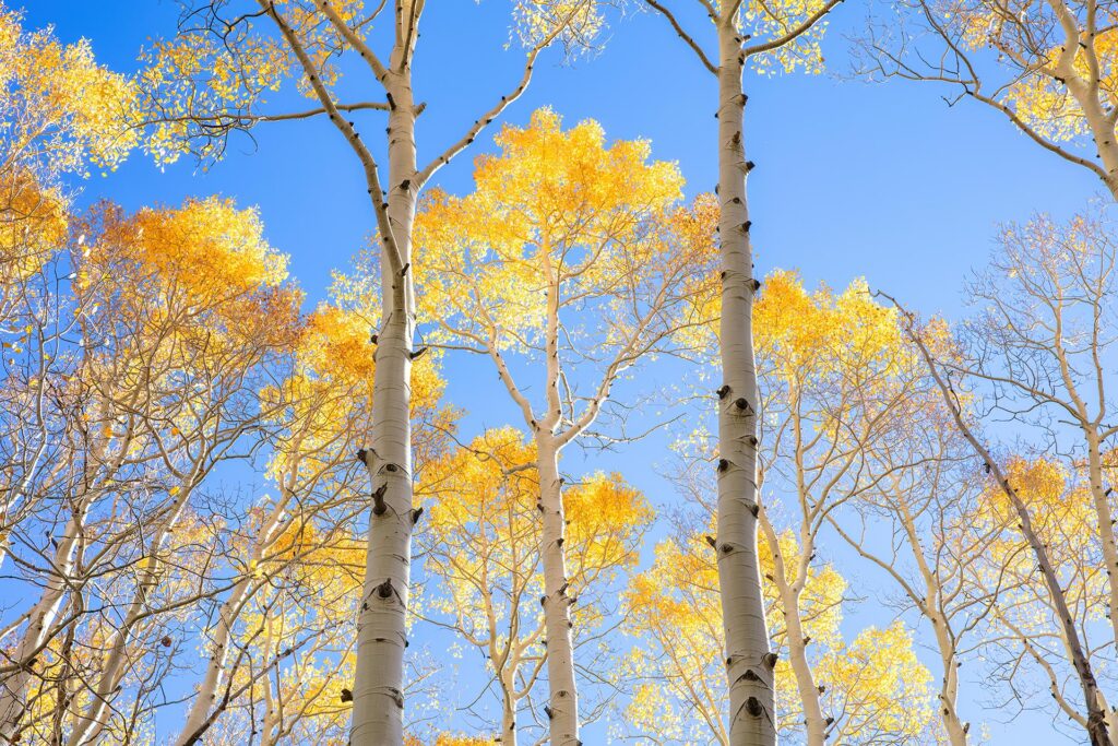 Photo of Aspen Trees in Fall Colors